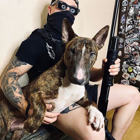 Бультерьер