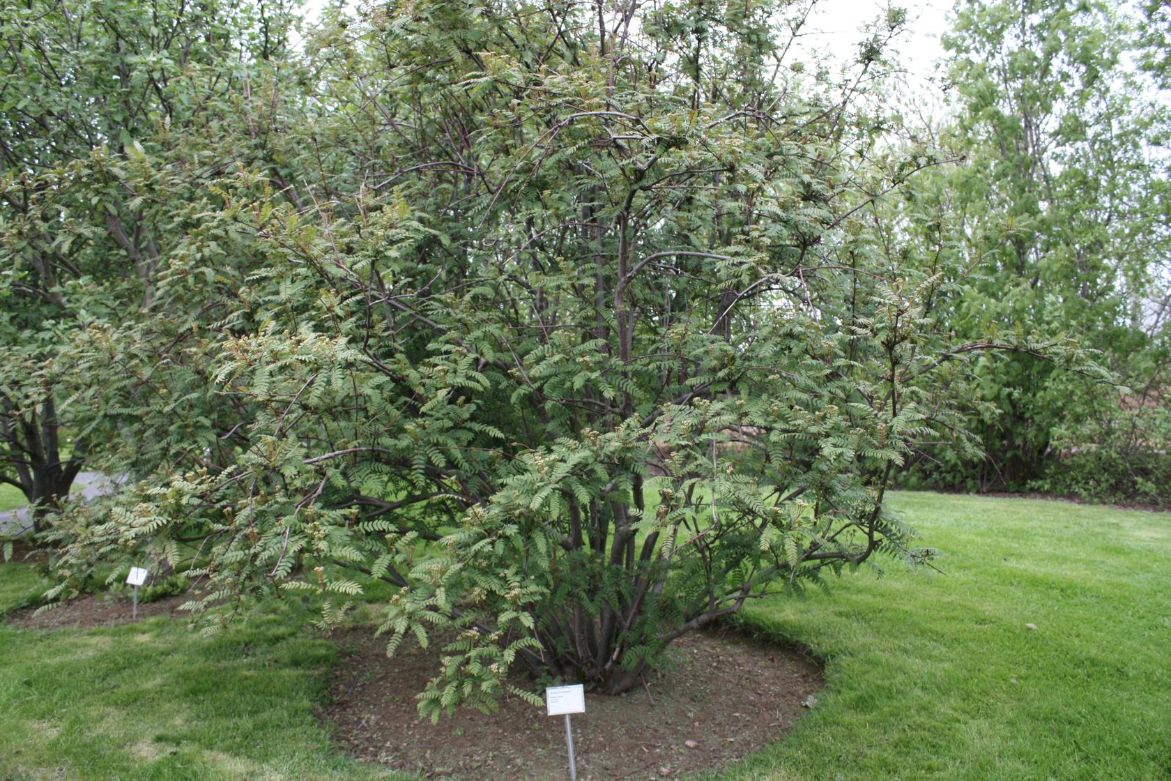 Sorbus frutescens