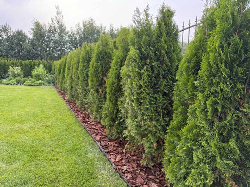 Фото результата после установки садового пластикового бортика, засыпки мульчей живой изгороди