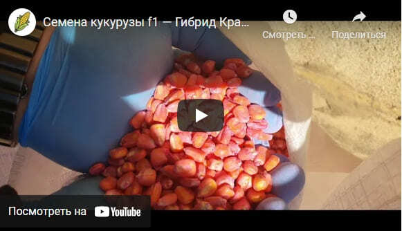 Семена кукурузы Краснодарский 291 оптом на посев | ООО Элеватор Терек КБР