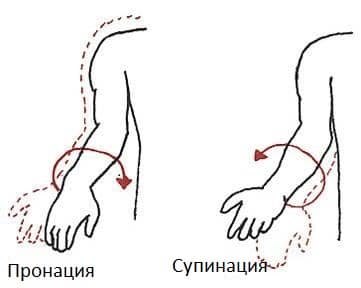 Движения в суставах на примере голеностопа и стопы
