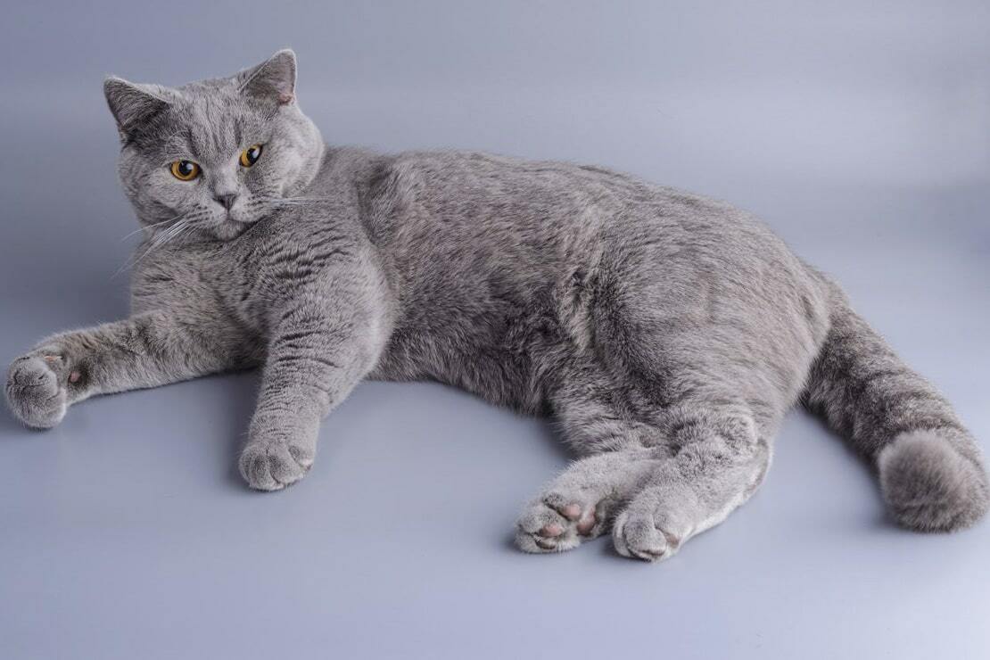 Стандарт породы британская короткошерстная кошка