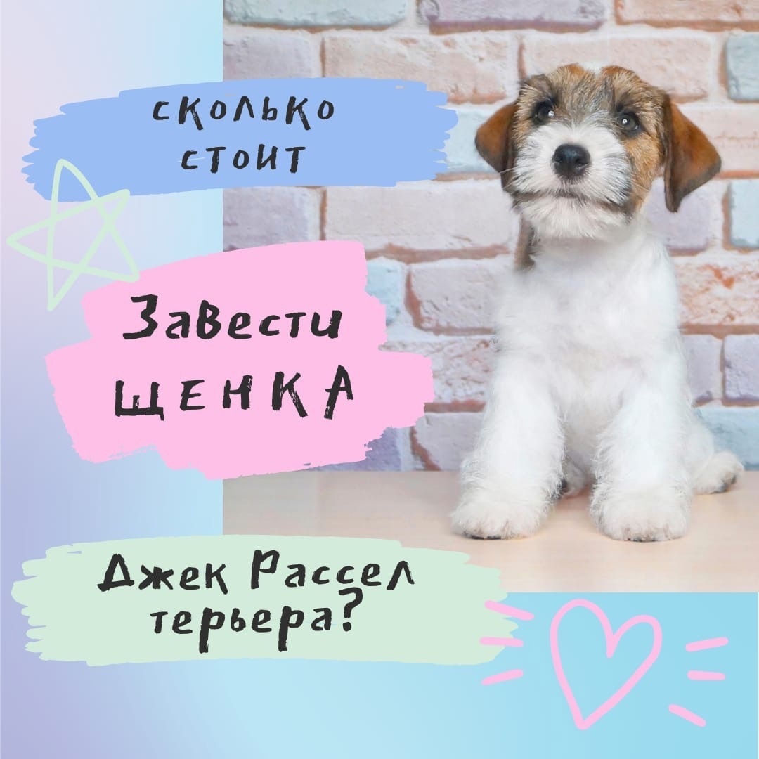 цена щенка джек рассел терьера