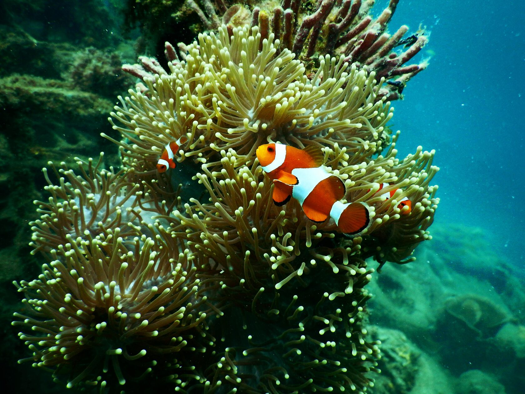 Clownfish near anemone