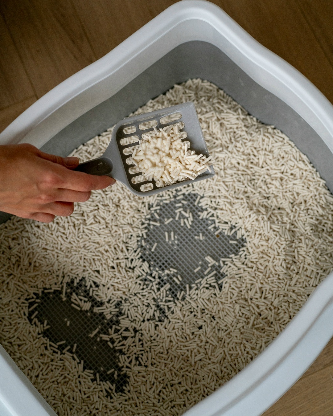 Как приучить к лотку котёнка или взрослую кошку, изображение №20