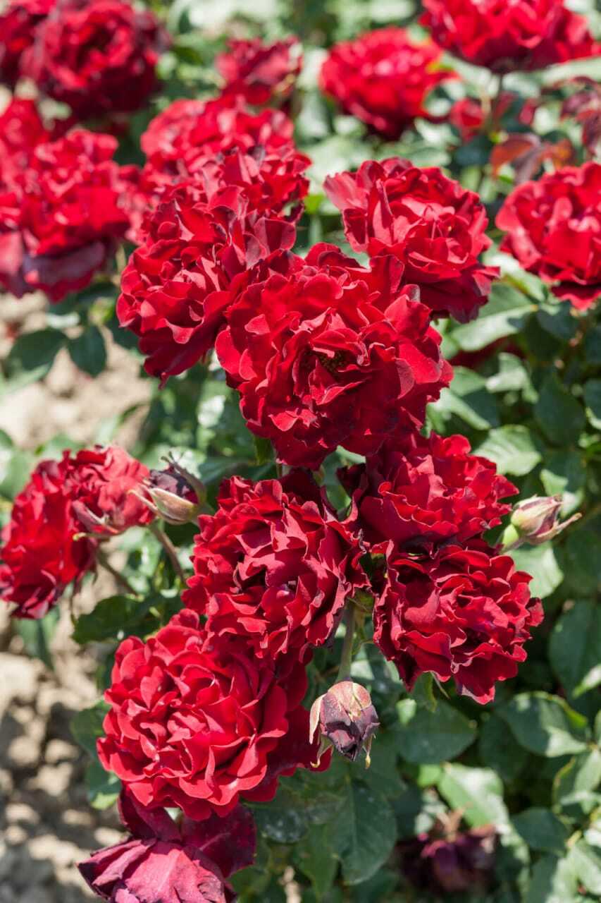 Роза "Омаж а Барбара"