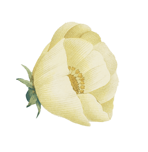 натуральная косметика, магазин профессиональной косметики, крем для ног, крем для ног с мочевиной, крем для ног купить, масло для ногтей, масло монарды для ногтей, масло для ногтей купить, косметика для ногтей, дезодорант для ног