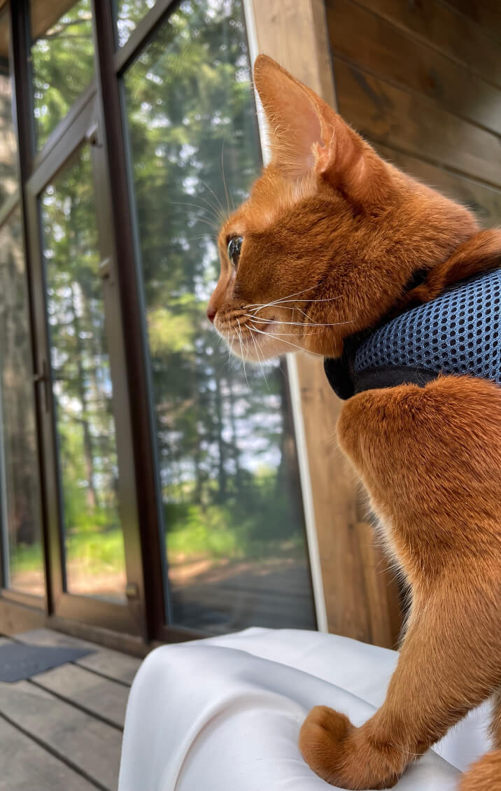 4 стихии, глэмпинг