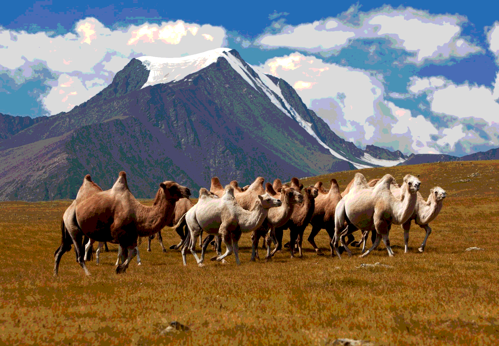 Горы с верблюдами