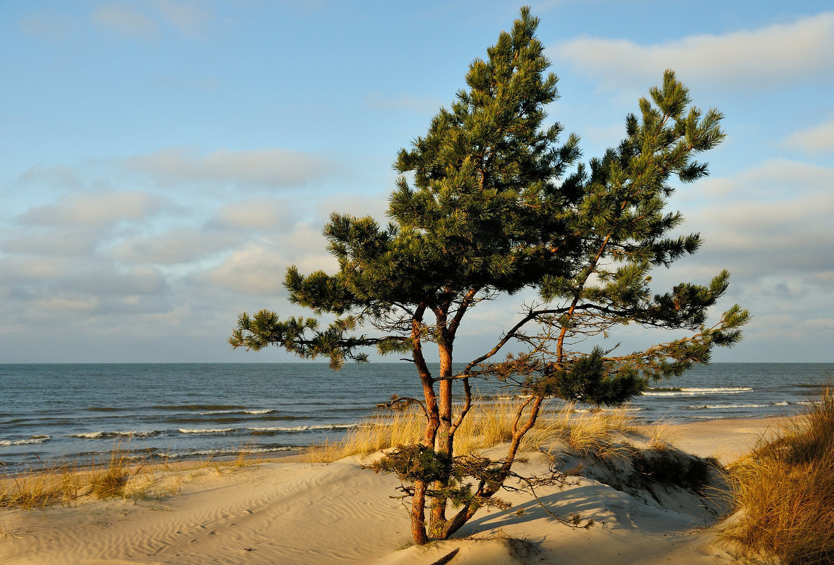Хвойный берег. Балтийское море сосны дюны. Куршская коса дюны и сосны. Балтика Литва море сосны. Балтийское побережье дюны сосны.