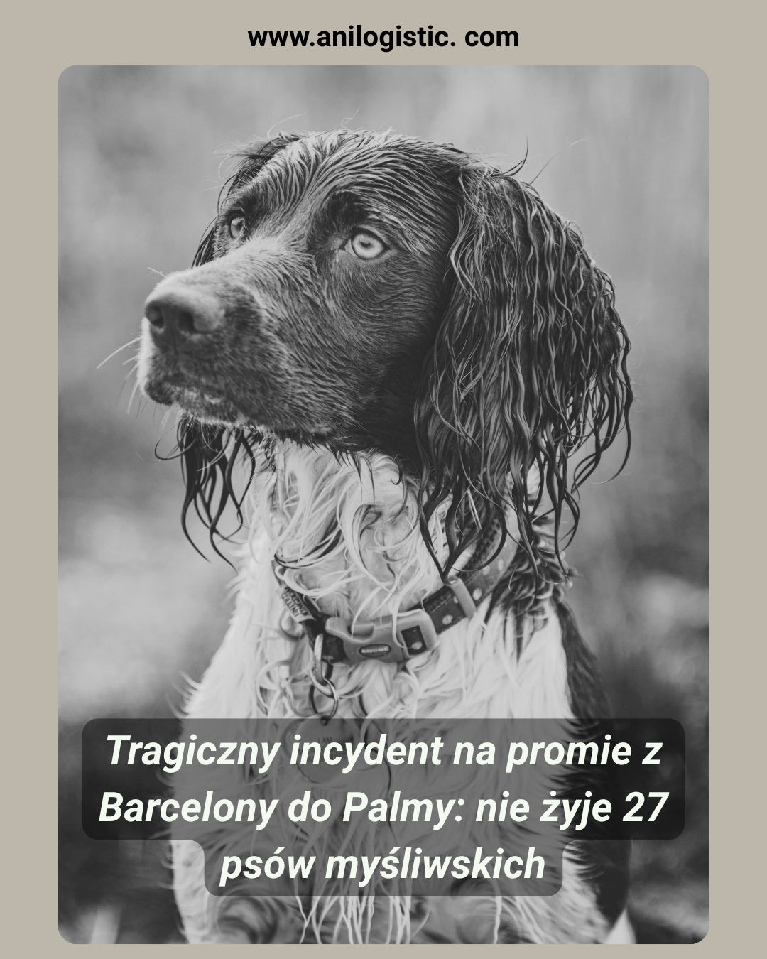 Prom Barcelona–Palma, na którego pokładzie znaleziono martwe psy myśliwskie w zamkniętej furgonetce.