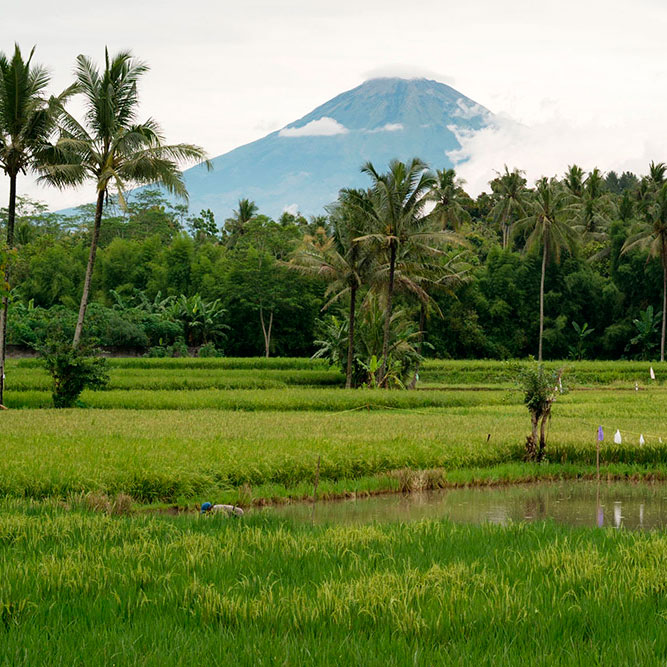 Остров Калимантан рисовые поля. Индонезия ландшафт. Рисовые поля на острове Ява. Остров ява древнейший человек