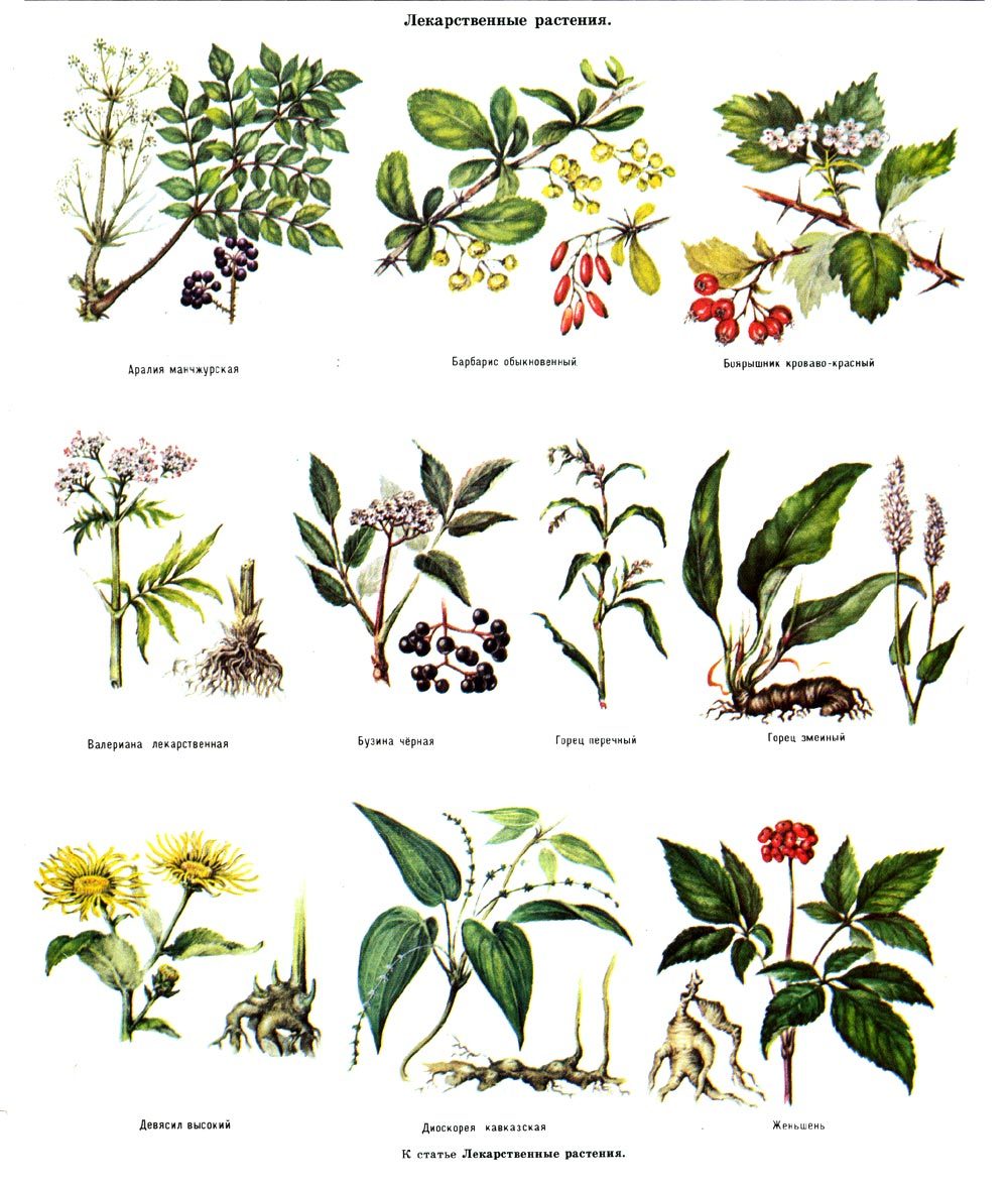Растения растущие в россии список. Лекарственные растения. Лечебные травы. Травы названия. Лечебные растения.