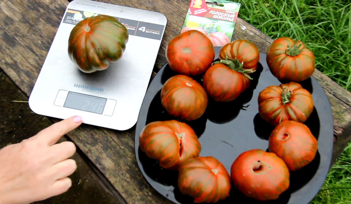 Добрый день, дорогие садоводы и огородники! Я очень люблю выращивать томаты. Каждый год высаживаю много разных новинок сортов и гибридов, примерно около ТРЁХСОТ корней.-7