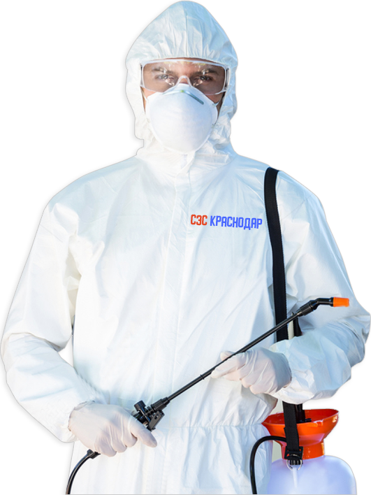 Проведение дезинсекции