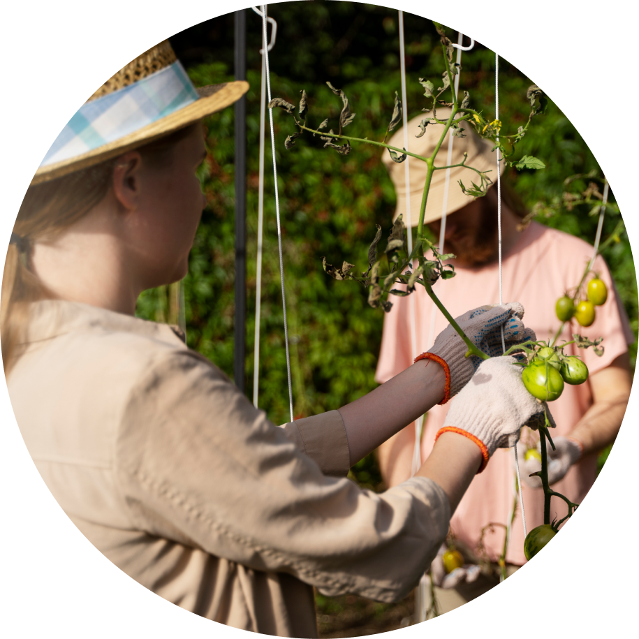 На фотографии изображены два человека, занимающиеся сбором урожая помидоров черри в саду. Один человек в светлой рубашке и соломенной шляпе держит плоды, а другой в розовой футболке и кепке обрезает растения. Они находятся среди зеленых кустарников, что указывает на наличие плодородной почвы и хорошо организованного сельского хозяйства.