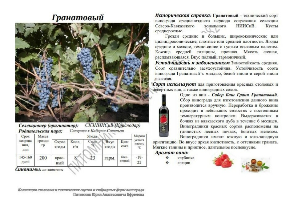виноград гранатовый магарача. сорт винограда гранатовый. гранат виноград одноразки. цимлянский сорт винограда. сорта винограда скзниисив.