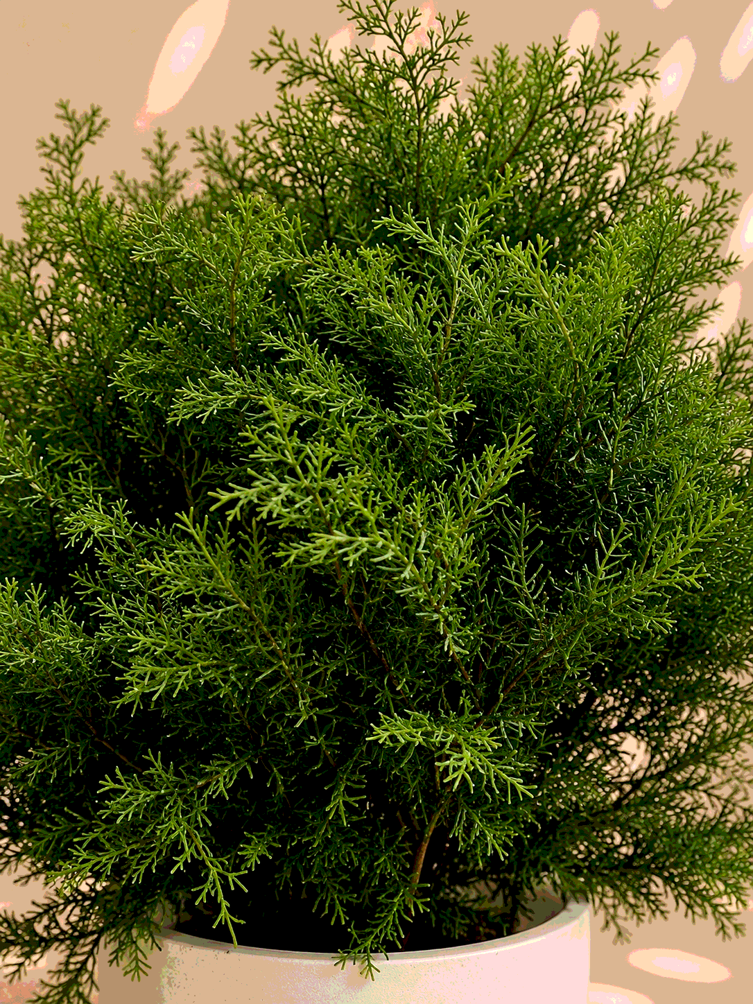 Thuja Rheingold