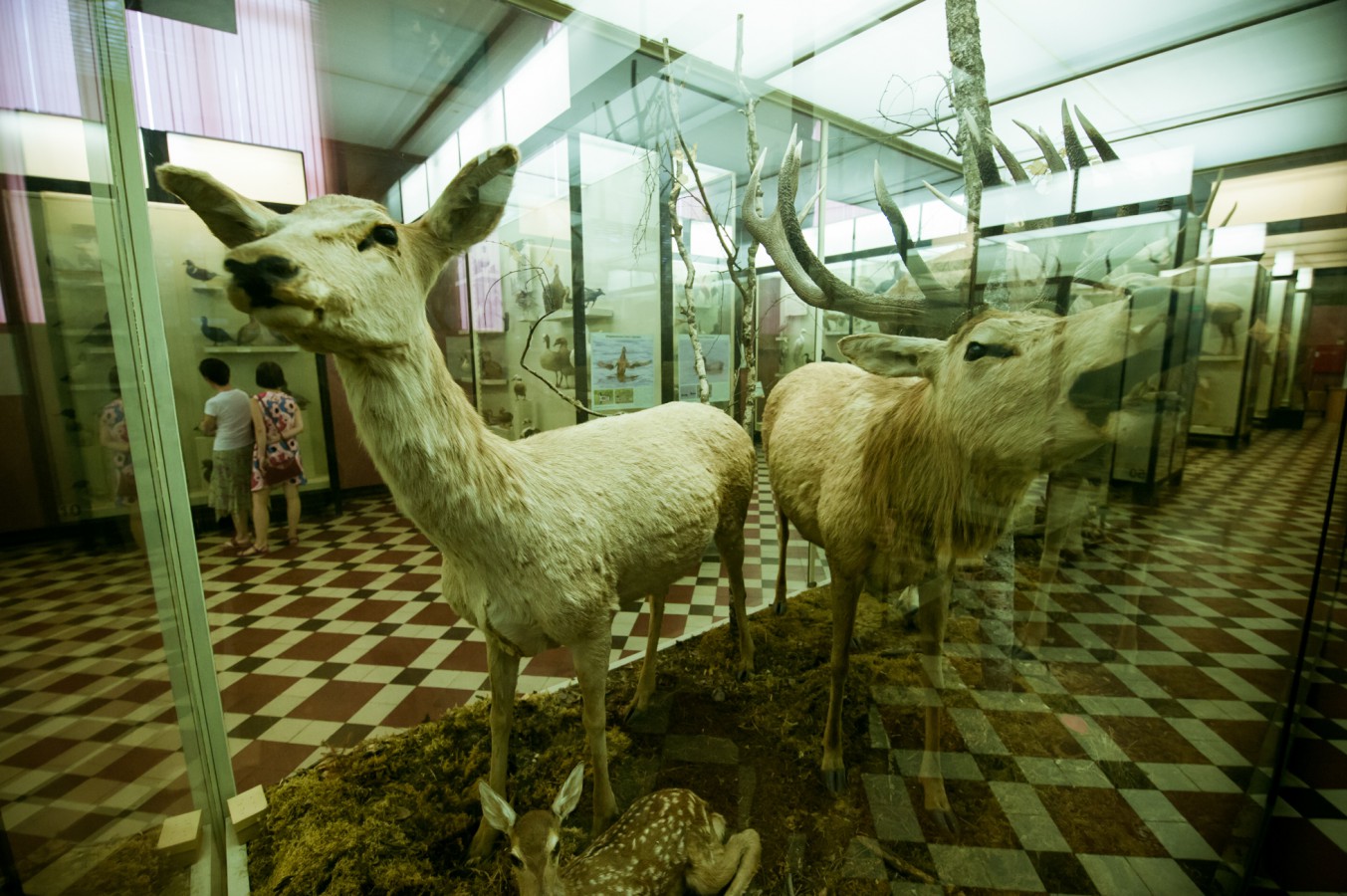 музей зоологический в москве