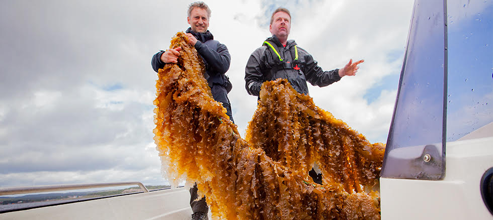 Pilot seaweed farming project in Søgne to study ingredients of brown seaweeds