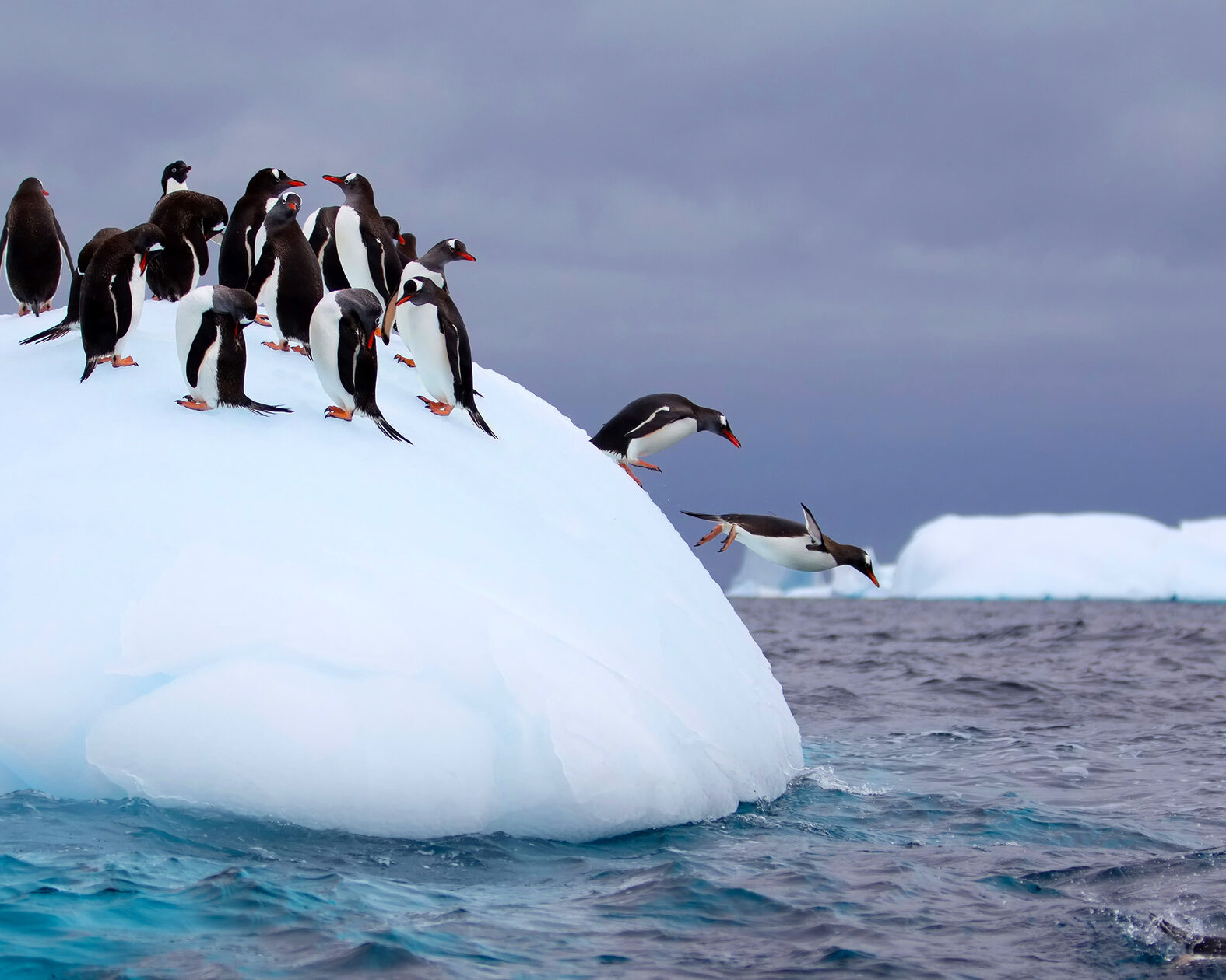 Пингвины живут на южном. Императорский Пингвин в Антарктиде. Северный Ледовитый океан пингвины. Субантарктический Пингвин в Антарктиде. Королевский Пингвин в Антарктиде.