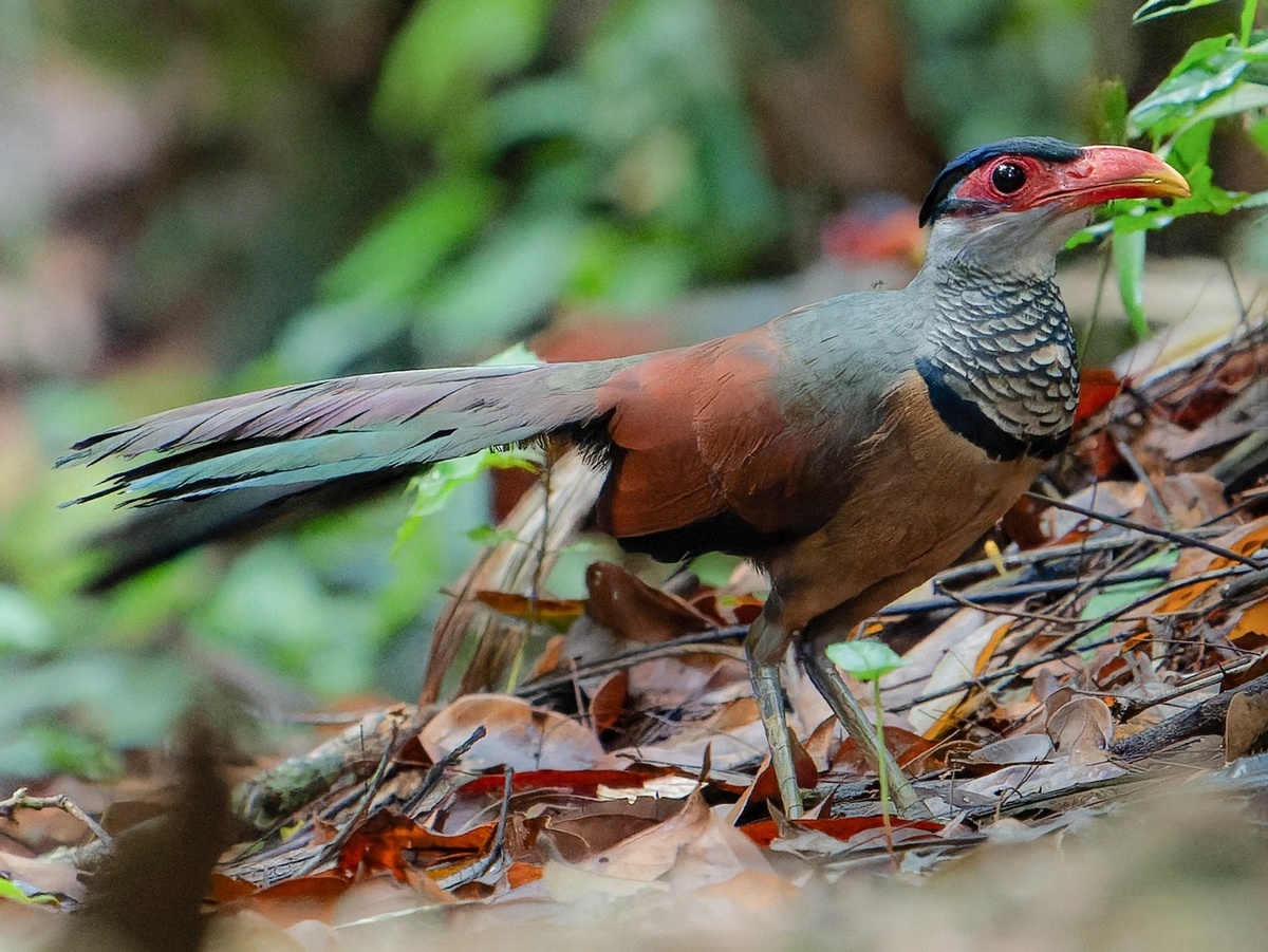 Красноклювая земляная кукушка. Фото: Luis Morais
