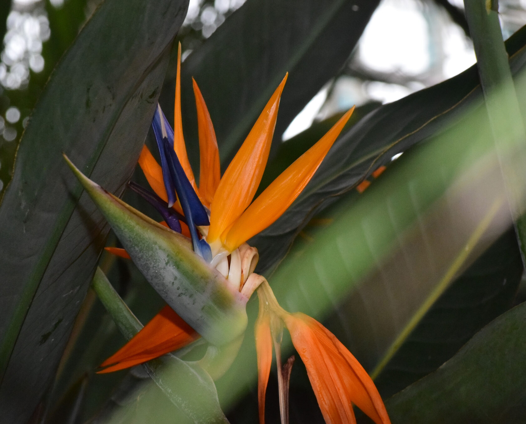 Стрелиция. Ботанический сад КемГУ. Фото Журавлевой Л.В.