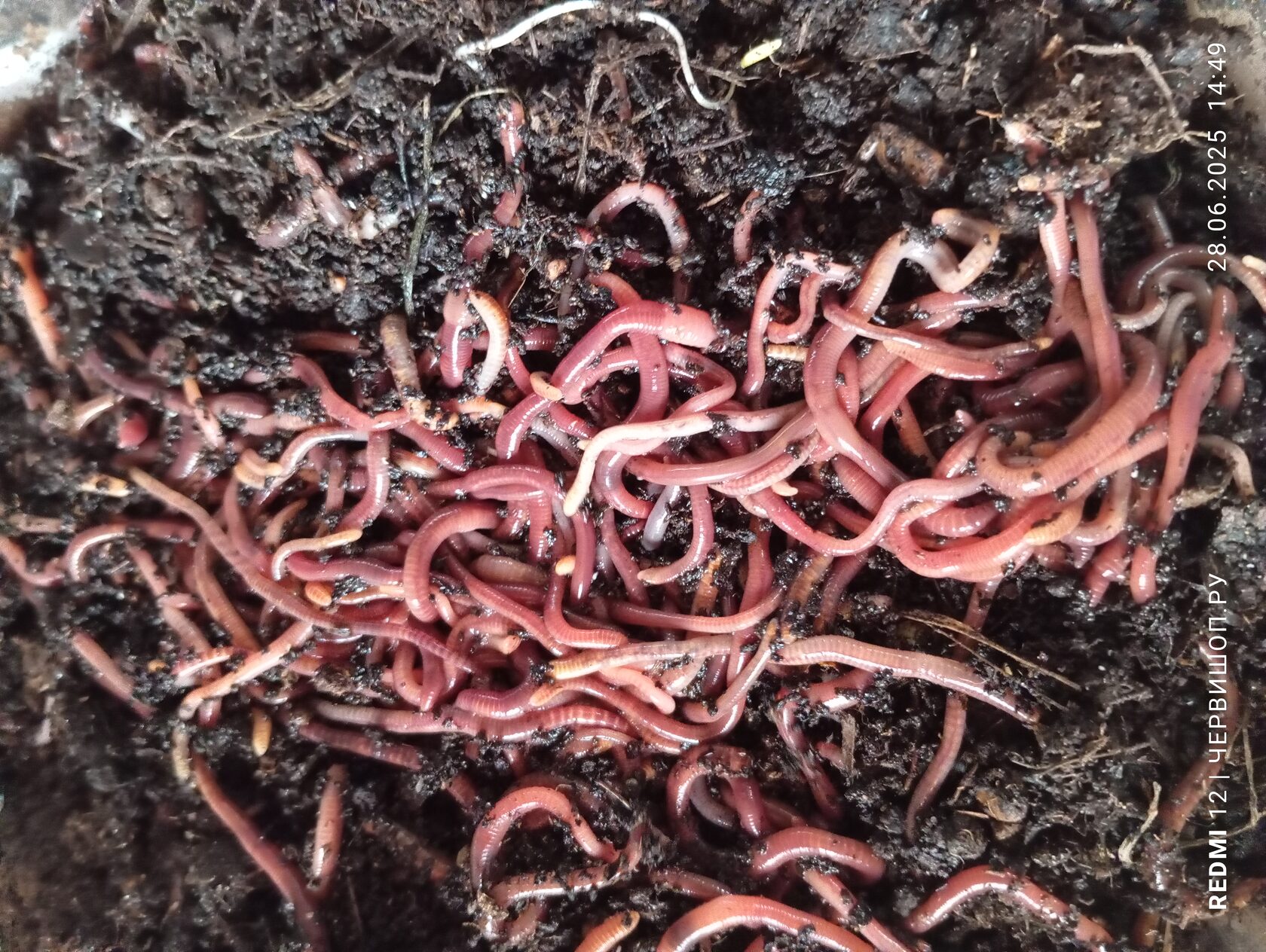 Купить красных калифорнийских червей с доставкой 