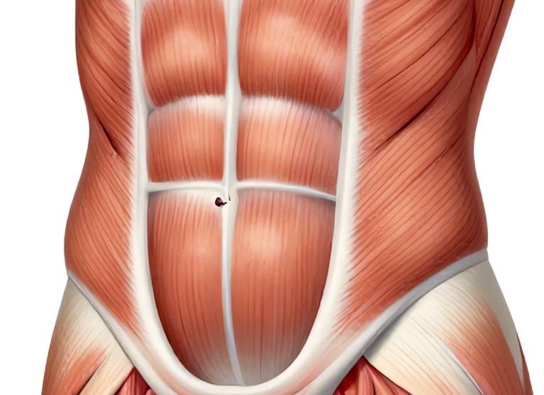 живота без жира