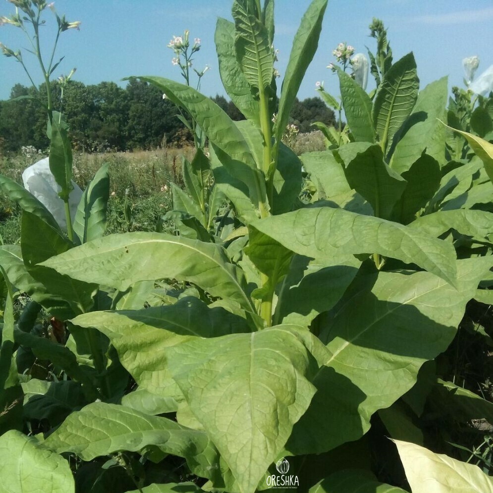 Seeds of Tobacco Bravy 200 (Nicotiana tabacum) — 300 pcs