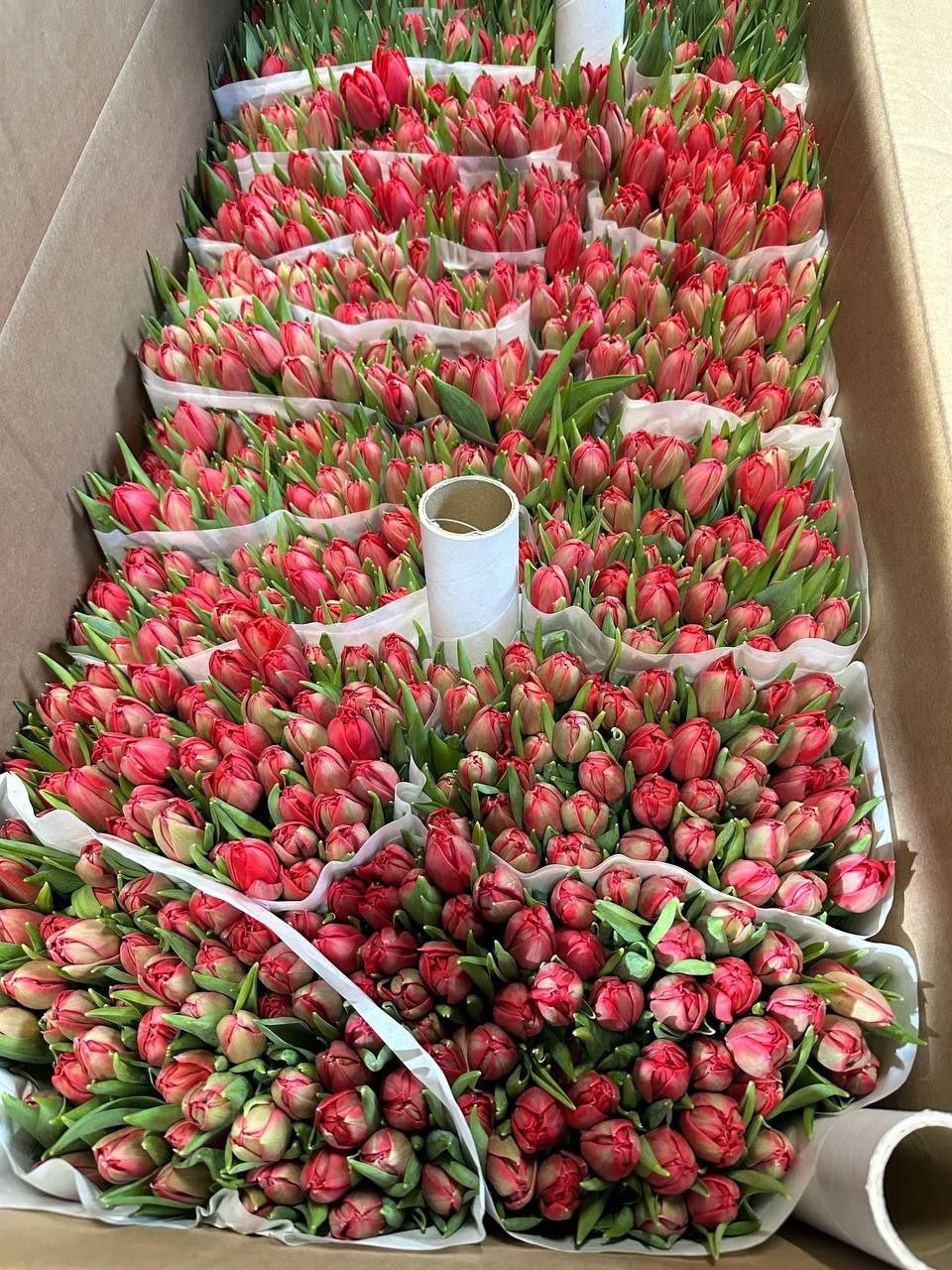 Тюльпаны микс оптом