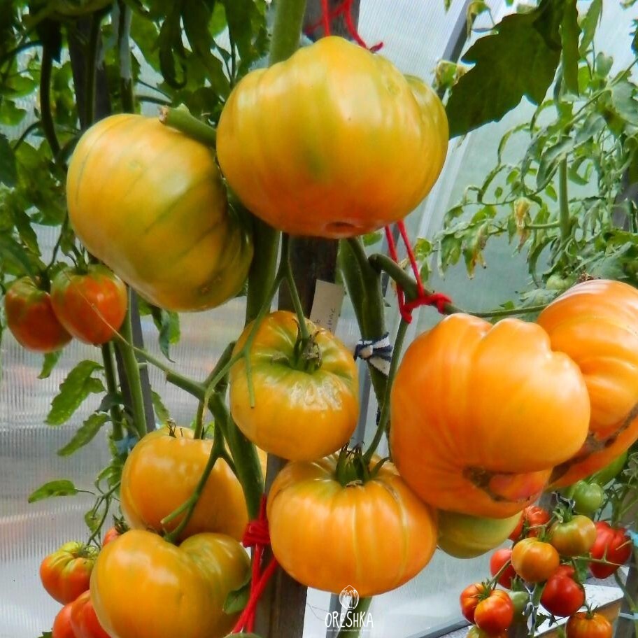 Seeds of Tomato King pineapple (solanum lycopersicum) — 10 pcs