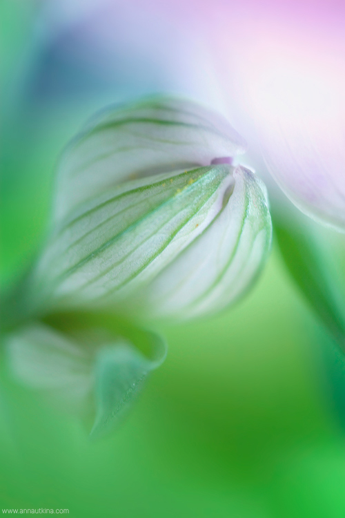 macro, macro flower, macro art, anna utkina, photography, macrophotograpy, floral art, макро, макрофотография, анна уткина