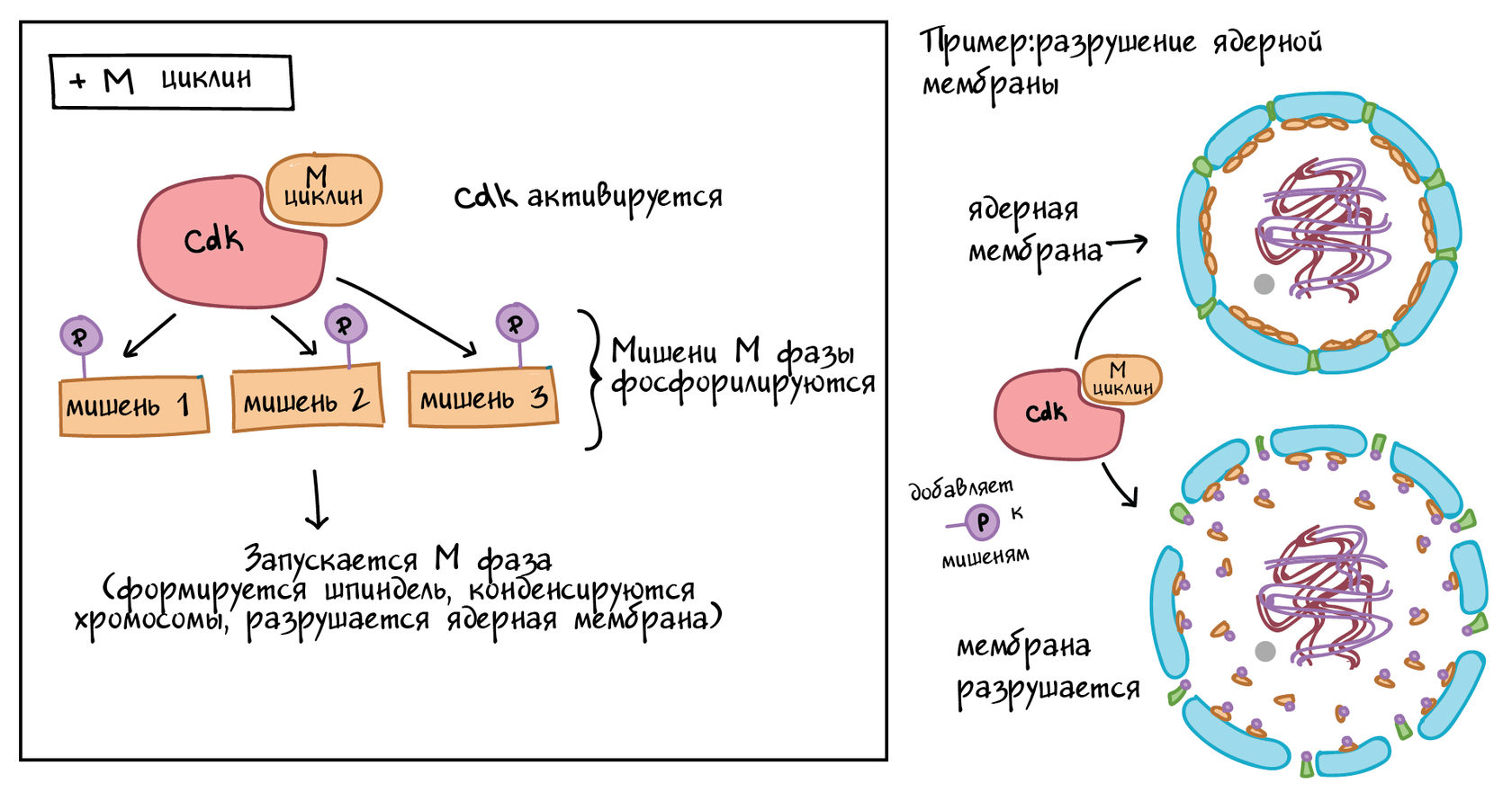 Укажите номер обозначающий на схеме стадию клеточного цикла во время которой происходит удвоение днк