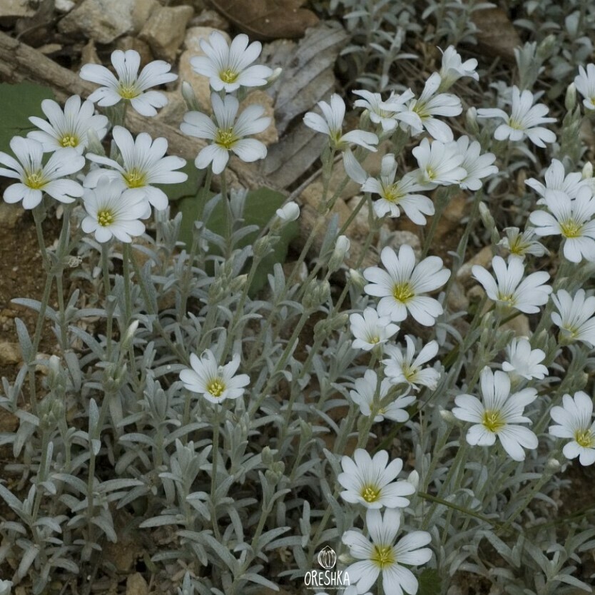 Ясколка войлочная Silberteppich