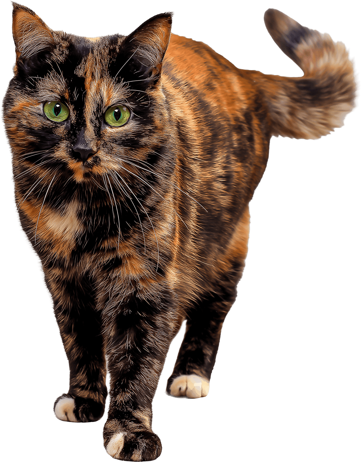 черепаховый кот стоит домашняя кошка