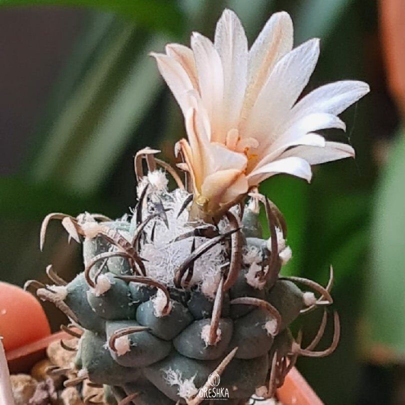 Seeds of Cactus Turbinicarpus klinkerianus SB 275 (Turbinicarpus klinkerianus SB 275) — 10 pcs