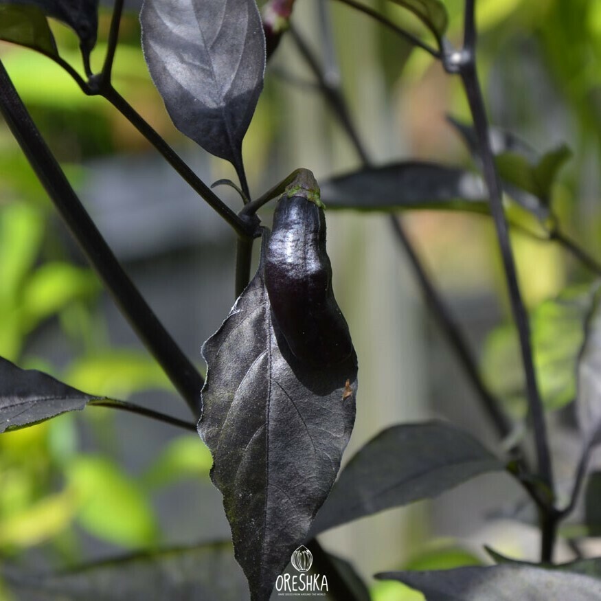 Seeds of Hot pepper Pimenta da Neyde (Capsicum) — 5 pcs