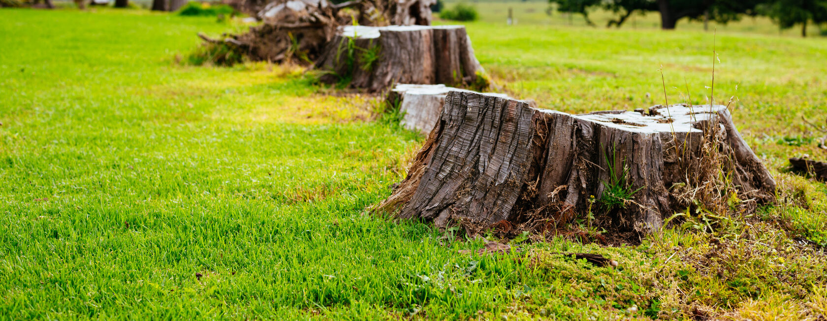 О компании ООО «Альтернатива» | Деревьев Нет