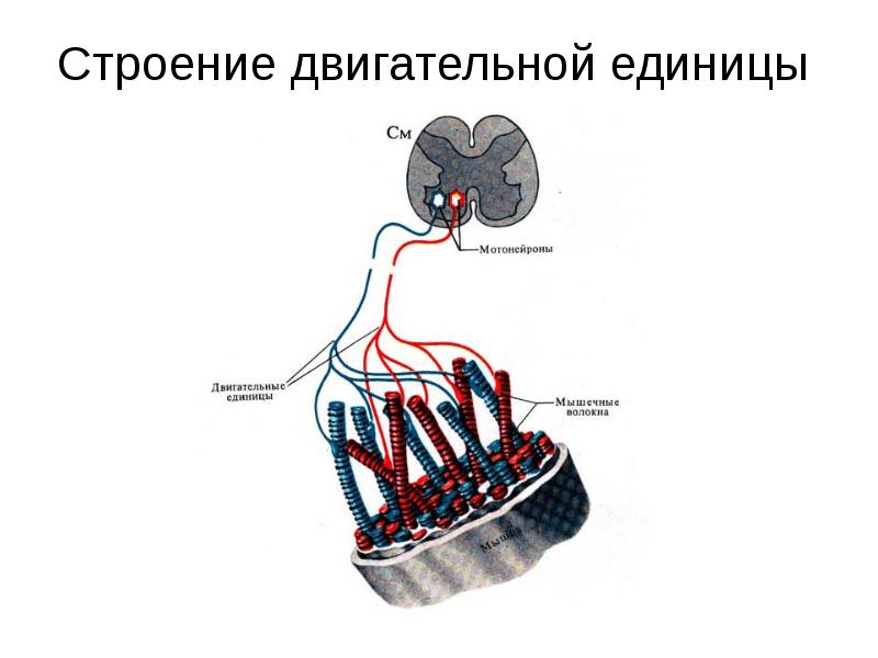 Схема двигательной единицы: мотонейрон и мышечные волокна