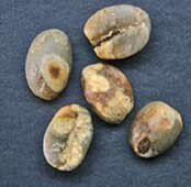 Веронезе пример дефекта кофе вариант 10