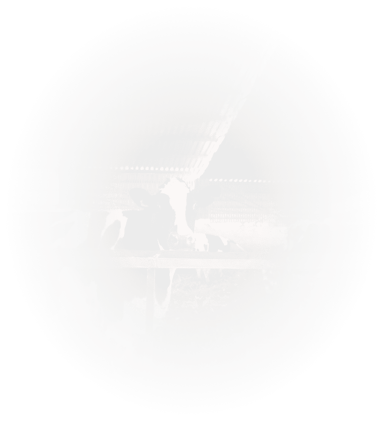 Корова одна фон