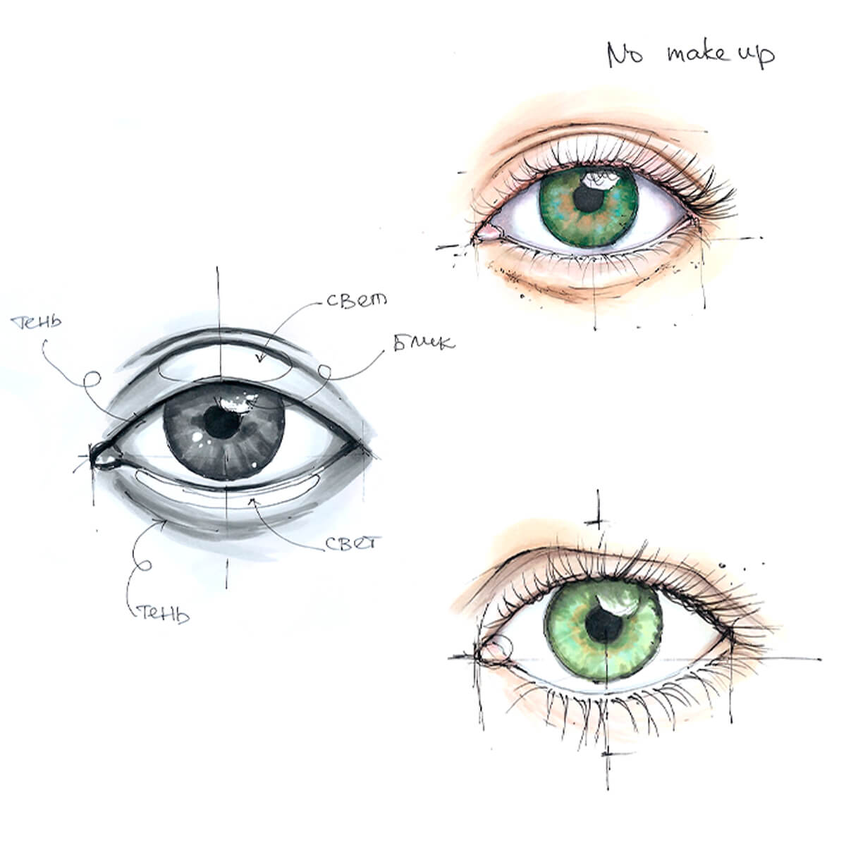 Пропорции глаза