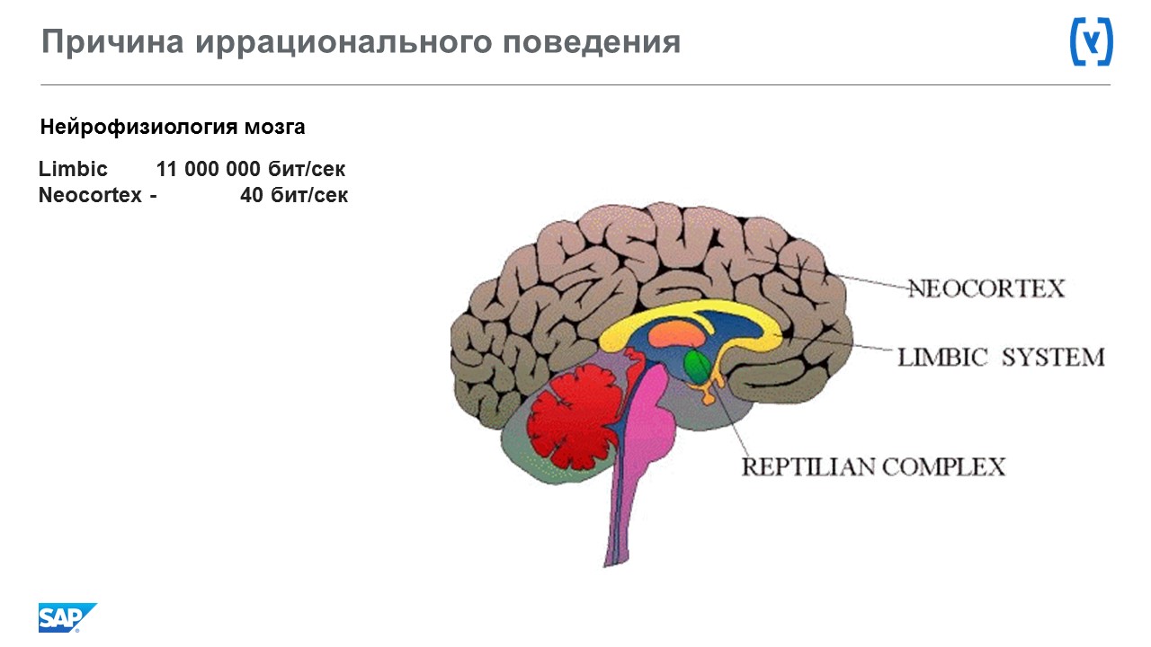 Д3 где находится. Промежуточный мозг строение эпиталамус. Строение головного мозга таламус. Промежуточный мозг таламус гипоталамус. Таламус гипоталамус эпиталамус метаталамус.