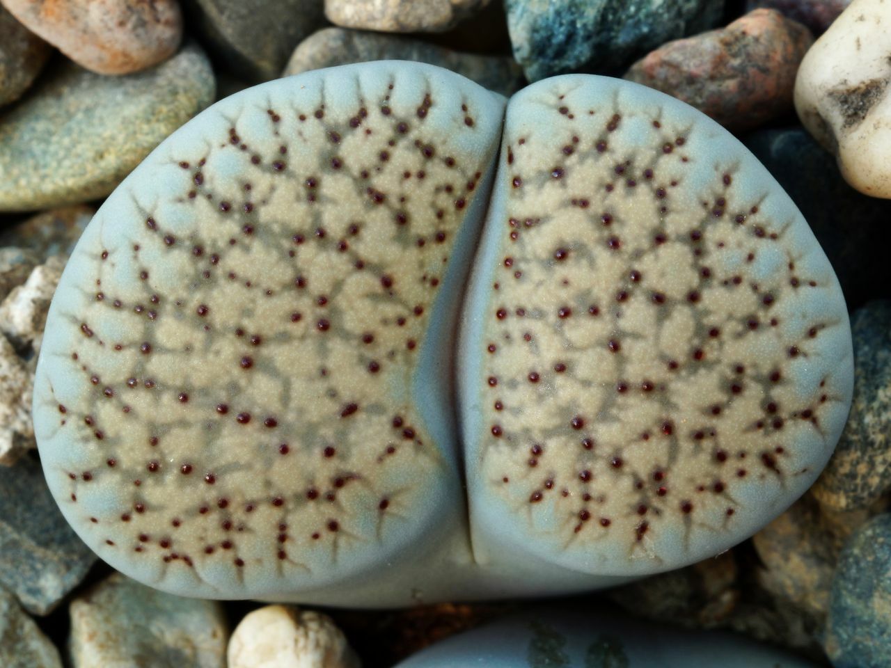 Lithops terricolor