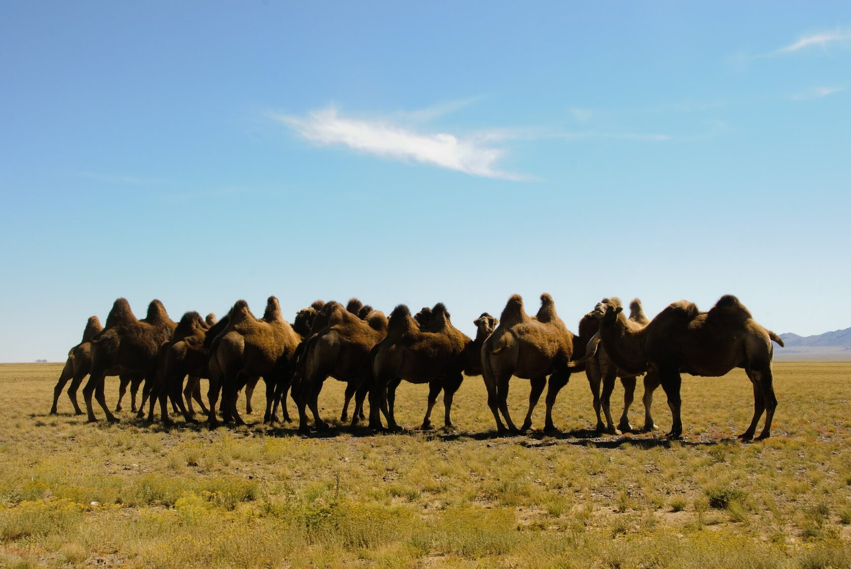 Монголия степи Верблюды