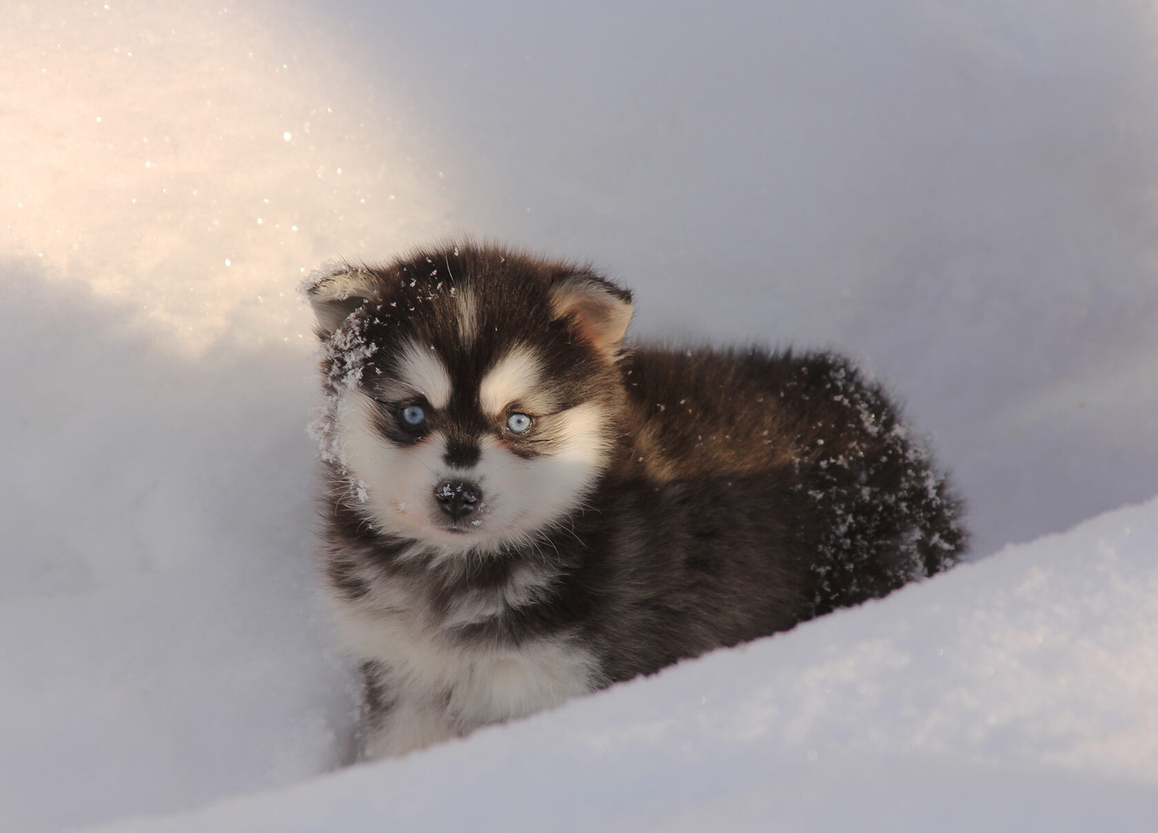 щенок кли кай мини хаски