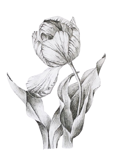 курс рисунок для новичков одесса