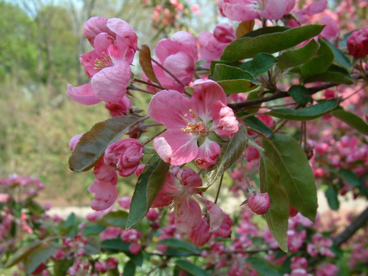 Яблоня декоративная Ола Malus Ola