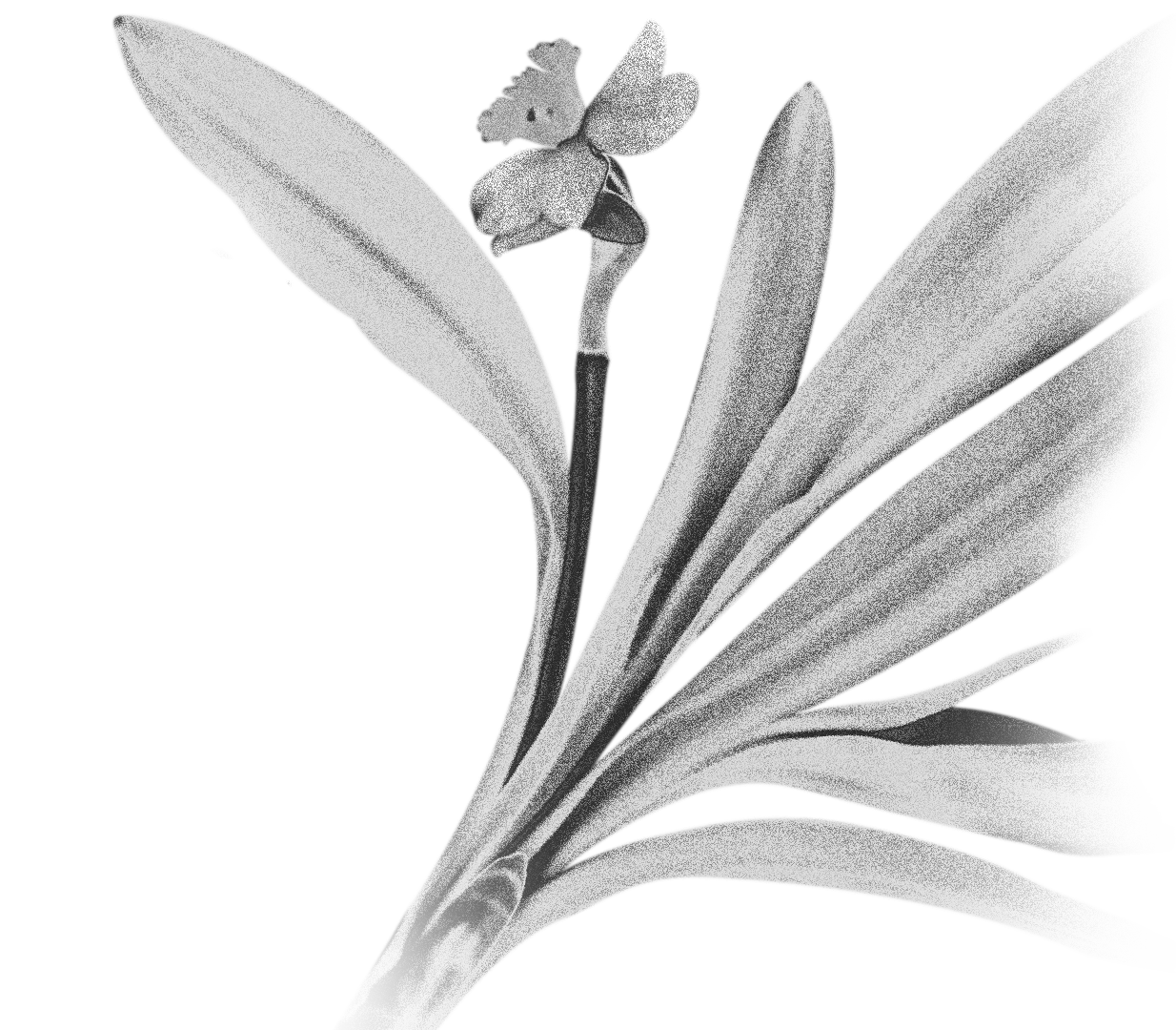 Нарциссовая роща